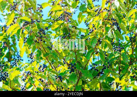 Schwarze Hartholzbeeren (Cornus foemina) auf Busch mit grünen Blättern vor blauem Himmel. Niedriger Betrachtungswinkel Stockfoto