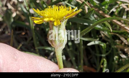 Mediterrane Schlangenwurzel (Scorzonera laciniata) Stockfoto