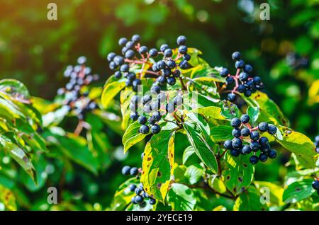 Schwarze Beeren des Hartholzes (Cornus foemina) auf Busch mit grünen Blättern. Herbstbeeren in freier Wildbahn. Stockfoto