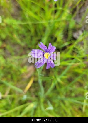 westliches blauäugiges Gras (Sisyrinchium bellum) Stockfoto