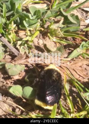 Gelbe Hummel (Bombus vosnesenskii) Stockfoto