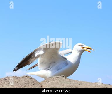 Möwen, die auf einem Felsen am Himmel sitzen Stockfoto