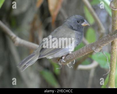 Grassquit mit schwarzem Gesicht (Melanospiza bicolor) Stockfoto