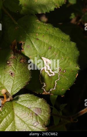 Goldenes Pigmy (Stigmella aurella) Stockfoto