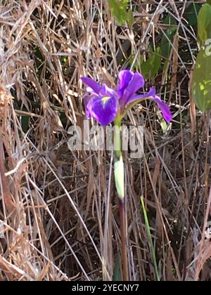 Bartlose Iris (Limniris) Stockfoto