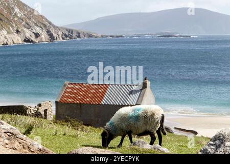 Schafe vor dem alten Haus, die in den Filmbanshees der inisheerin Keem Bay Achill Island, County Mayo, republik irland verwendet wurden Stockfoto