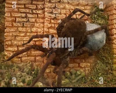 Georgia Wolf Spider (Tigrosa georgicola) Stockfoto