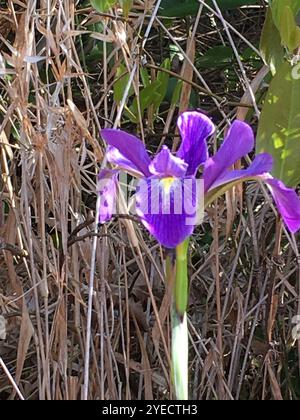 Bartlose Iris (Limniris) Stockfoto