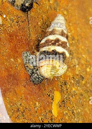 Japanisches falsches Cerith (Batillaria attramentaria) Stockfoto