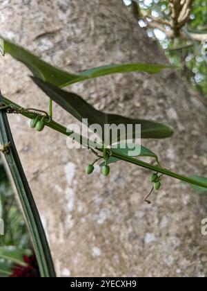 Doppelblume Passionsblume (Passiflora biflora) Stockfoto
