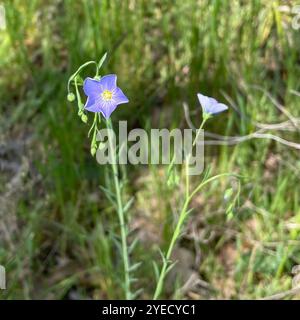 Wiesenflachs (Linum pratense) Stockfoto