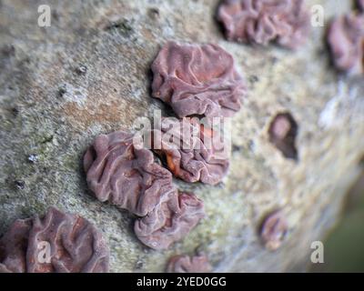 Rotbaumhirnpilz (Peniophora rufa) Stockfoto