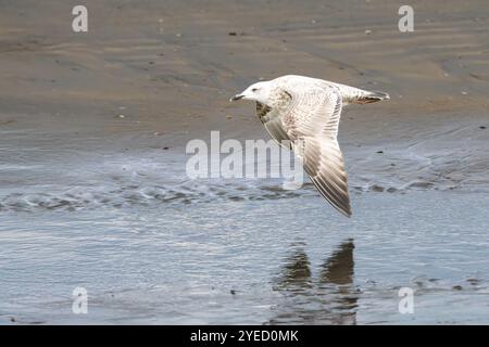 Porträt einer niedrig fliegenden jungen Heringsmöwe, Larus argentatus, in jungem Gefieder über dem Strand mit markantem dunklem Segel und Unterboden von Stockfoto