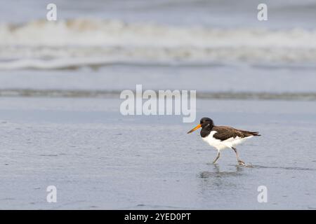 Porträt eines jungen Austernfängers, Haematopus ostralegus, bei Ebbe, im jungen Gefieder und noch dunklem Auge mit rollenden Wellen in der Stockfoto