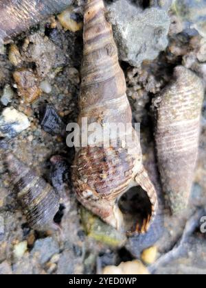 Japanisches falsches Cerith (Batillaria attramentaria) Stockfoto