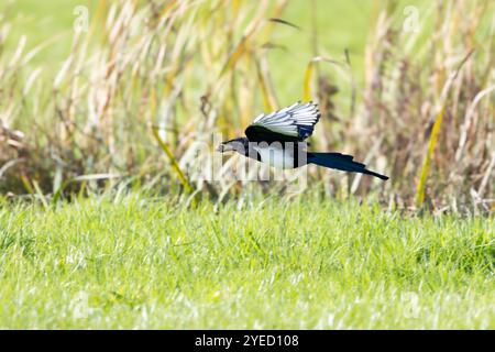 Tief fliegende Elpie, Pica pica, über Wiese mit Gras und Schilf mit einem großen Stück gestohlener Nahrung im Schnabel Stockfoto