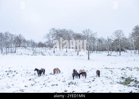 Wilde Pferde auf einem schneebedeckten Feld in der Nähe eines Waldes, Winterhintergrund-Konzept Stockfoto