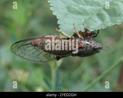 New Forest Zikade (Cicadetta Montana) Stockfoto