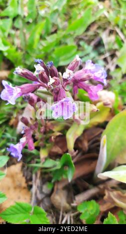 Haariges Lungenkraut (Pulmonaria mollis) Stockfoto