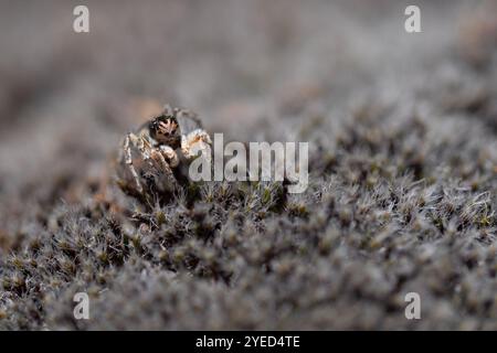 V-signierte Springspinne (Aelurillus V-insignitus) Stockfoto