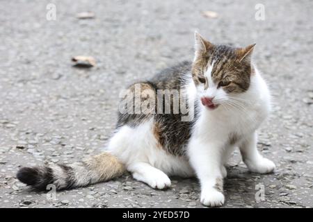 London, Großbritannien. 30. Oktober 2024. Larry the Cat, Chief Mouser im Kabinettsbüro, vor der 11 Downing Street, vor der Budgetvorstellung vor dem Parlament in London, Großbritannien, am 30. Oktober 2024. CAP/GOL © GOL/Capital Pictures Credit: Capital Pictures/Alamy Live News Stockfoto