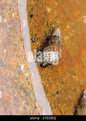 Japanisches falsches Cerith (Batillaria attramentaria) Stockfoto