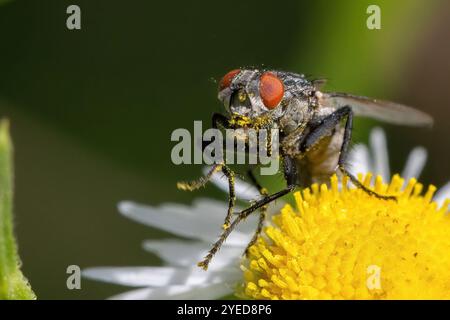 Dieser fesselnde Moment fängt die Nahaufnahme einer Fliege ein, die auf einer hellgelben Blume im Herzen einer üppigen Wiese ruht. Stockfoto