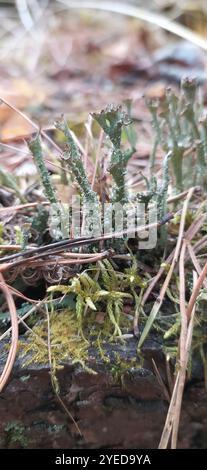 Gebräunte Pixie Flechten (Cladonia gracilis turbinata) Stockfoto