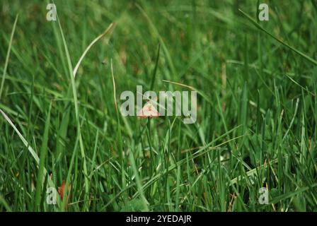 Geometer Motte (Haematopis grataria) Stockfoto