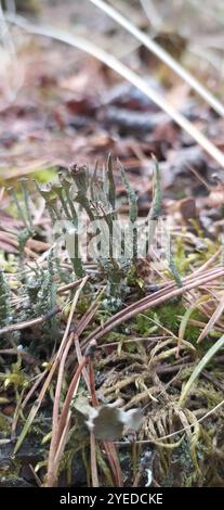 Gebräunte Pixie Flechten (Cladonia gracilis turbinata) Stockfoto