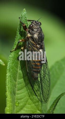 New Forest Zikade (Cicadetta Montana) Stockfoto