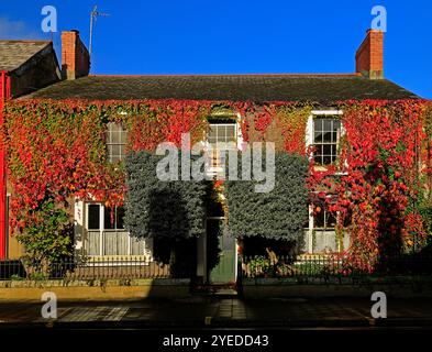 Virginia Creeper überdachtes Haus, High Street und Hauptstraße durch Cowbridge, Vale of Glamorgan, South Wales, Großbritannien. Oktober 2024. Herbst Stockfoto