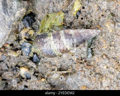 Japanisches falsches Cerith (Batillaria attramentaria) Stockfoto