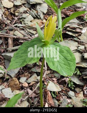 Gelbes wakerobin (Trillium luteum) Stockfoto