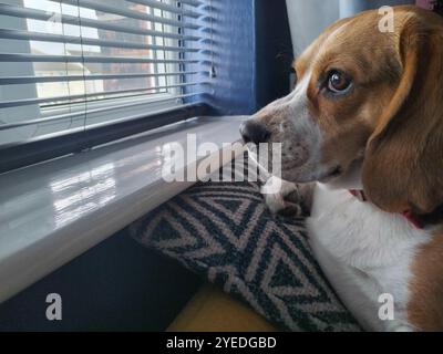 Beagle Dog wartet am Fenster, Porträt des Hundes Stockfoto