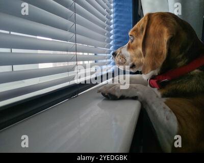 Beagle Dog wartet am Fenster, Porträt des Hundes Stockfoto