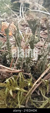 Gebräunte Pixie Flechten (Cladonia gracilis turbinata) Stockfoto