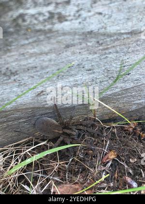 Rustikale Wolfsspinne (Trochosa ruricola) Stockfoto