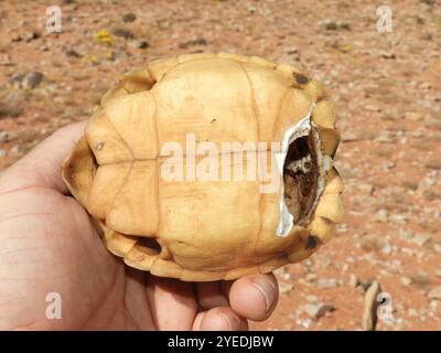 Zeltschildkröte (Psammobates tentorius) Stockfoto