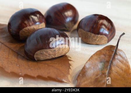 Ein Nahbild frischer roher Kastanien auf einer Holzoberfläche mit braunen Blättern, warmen Farben und natürlichen Herbsttexturen. Stockfoto