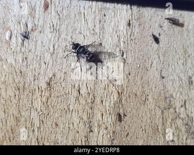 Australische Leafroller Tachinid (Trigonospila brevifacies) Stockfoto