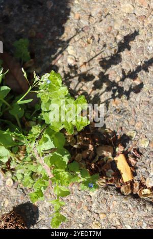 Das aussehende Glas der Venus (Triodanis perfoliata) Stockfoto