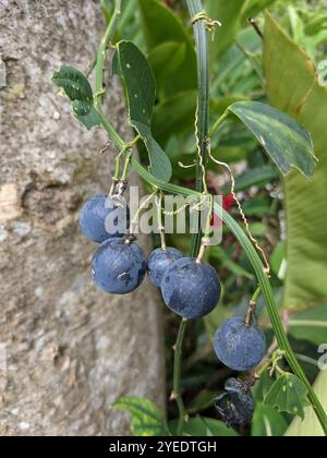 Doppelblume Passionsblume (Passiflora biflora) Stockfoto