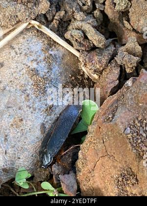 Dunkle Holzschaben (Ischnoptera deropeltiformis) Stockfoto