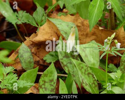 Weiße Fawnlilie (Erythronium albidum) Stockfoto