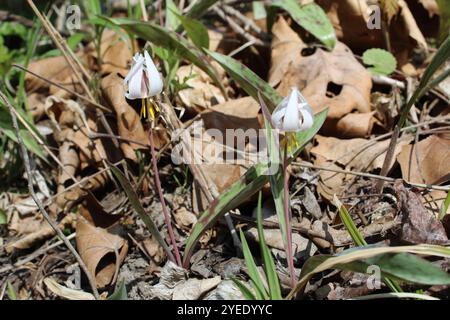 Weiße Fawnlilie (Erythronium albidum) Stockfoto