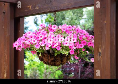 Ein lebendiger Hängekorb mit pinken Petunien in einem üppigen Garten an einem sonnigen Nachmittag Stockfoto