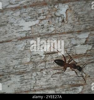 Gebänderte Zuckerante (Camponotus consobrinus) Stockfoto