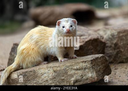 Weibliches beige-graues Tierfrettchen, das auf dem Stein steht Stockfoto