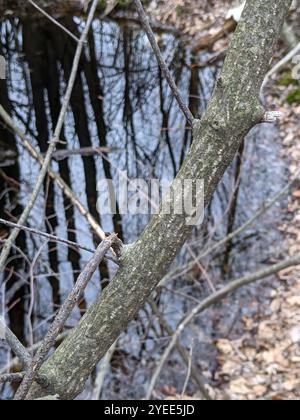 Glatter Schattenstrauch (Amelanchier laevis) Stockfoto